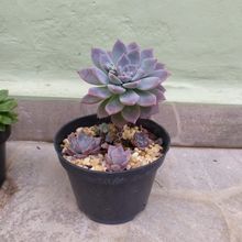 Foto de un cactus que se está identificando actualmente