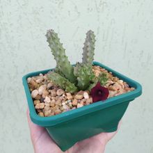A photo of Huernia schneideriana
