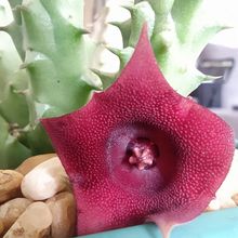 A photo of Huernia schneideriana