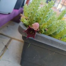 Una foto de Huernia keniensis
