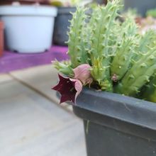 Una foto de Huernia keniensis