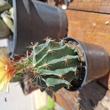A photo of Thelocactus setispinus