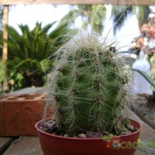 A photo of Oreocereus celsianus
