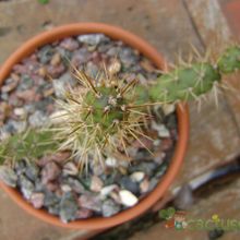 Una foto de Opuntia aurantiaca