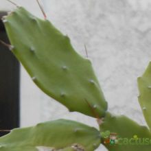 Una foto de Brasiliopuntia brasiliensis
