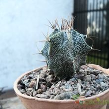 Una foto de Astrophytum ornatum
