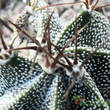 Una foto de Astrophytum ornatum