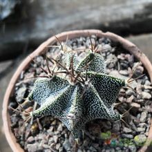 Una foto de Astrophytum ornatum