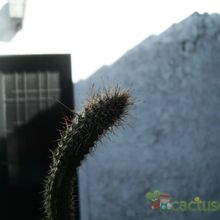 Una foto de Cleistocactus smaragdiflorus