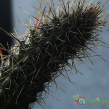 Una foto de Cleistocactus smaragdiflorus