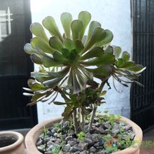 Una foto de Aeonium arboreum cv. artropurpureum