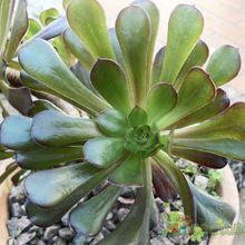 Una foto de Aeonium arboreum cv. artropurpureum