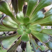 Una foto de Aeonium arboreum cv. artropurpureum
