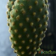 Una foto de Opuntia microdasys subsp. microdasys
