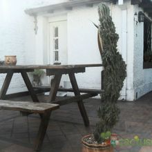 Una foto de Cereus hildmannianus f. monstruosa