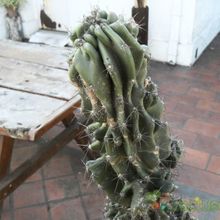 Una foto de Cereus hildmannianus f. monstruosa