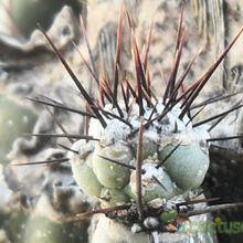 Una foto de Cereus hildmannianus f. monstruosa