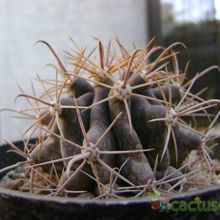 Una foto de Ferocactus gracilis ssp. gatesii