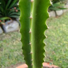 Una foto de Euphorbia deightonii 