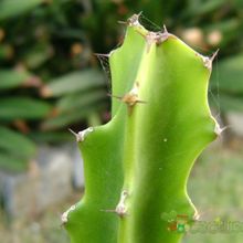 Una foto de Euphorbia deightonii 