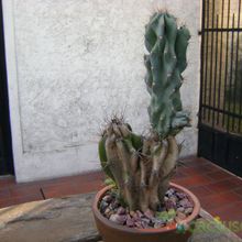 Una foto de Cereus hildmannianus f. monstruosa