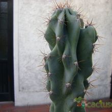 Una foto de Cereus hildmannianus f. monstruosa