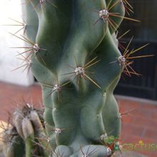 Una foto de Cereus hildmannianus f. monstruosa