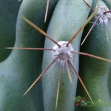 Una foto de Cereus hildmannianus f. monstruosa