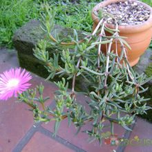 A photo of Lampranthus multiradiatus