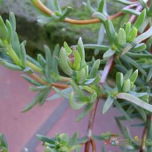 A photo of Lampranthus multiradiatus