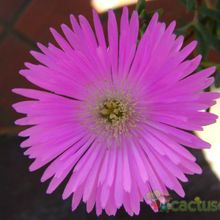 A photo of Lampranthus multiradiatus