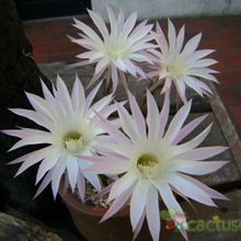 Una foto de Echinopsis oxygona