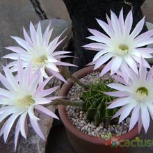 Una foto de Echinopsis oxygona