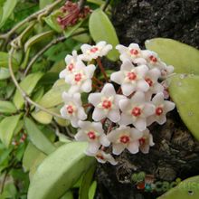 A photo of Hoya carnosa var. carnosa