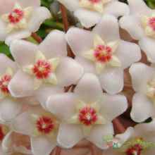 A photo of Hoya carnosa var. carnosa