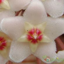 A photo of Hoya carnosa var. carnosa