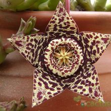 A photo of Orbea variegata