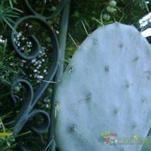 Una foto de Opuntia robusta