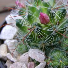 Una foto de Mammillaria zeilmanniana