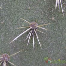 A photo of Opuntia leucotricha