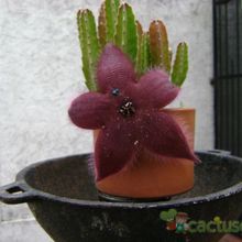 A photo of Stapelia grandiflora
