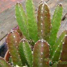 A photo of Stapelia grandiflora