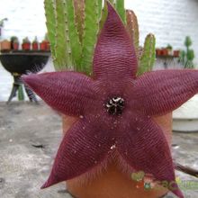A photo of Stapelia grandiflora