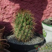 Una foto de Coryphantha glassii