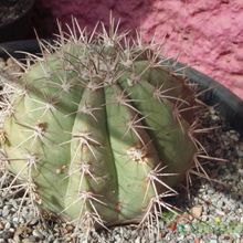 A photo of Melocactus salvadorensis