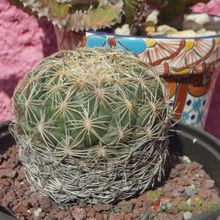 Una foto de Coryphantha pallida