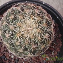 Una foto de Coryphantha pallida