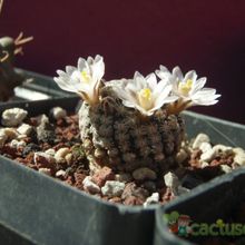 Una foto de Mammillaria sanchez-mejoradae