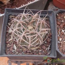A photo of Gymnocalycium spegazzinii