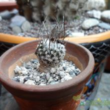 A photo of Turbinicarpus schmiedickeanus